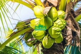 Coconut Product