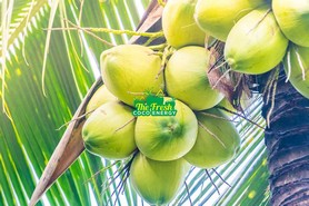 Coconut Product