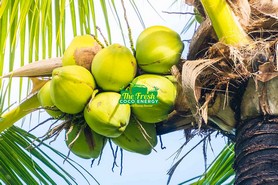 Coconut Product