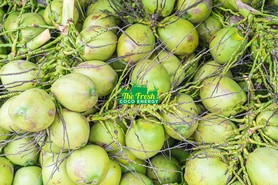 Coconut Product